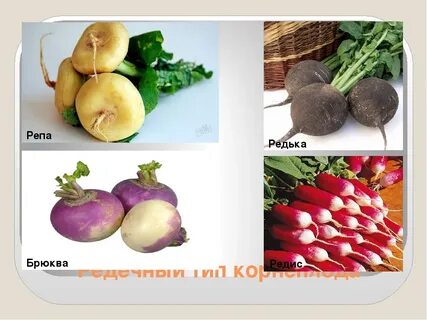 Рэпа или репа