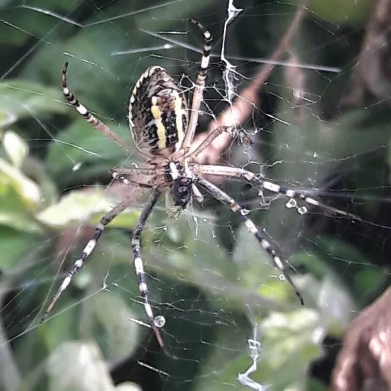 Пауки-кругопряды – araneidae. Паук арахнид кругопряд. Паук крестовик садовый. Паук кругопряд. Кругопряд и крестовик.