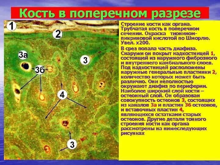 Трубчатая костная ткань. Пластинчатая костная ткань в поперечном разрезе. Поперечный разрез диафиза трубчатой кости гистология. Трубчатая кость поперечный срез диафиза препарат. Пластинчатая костная ткань диафиза.