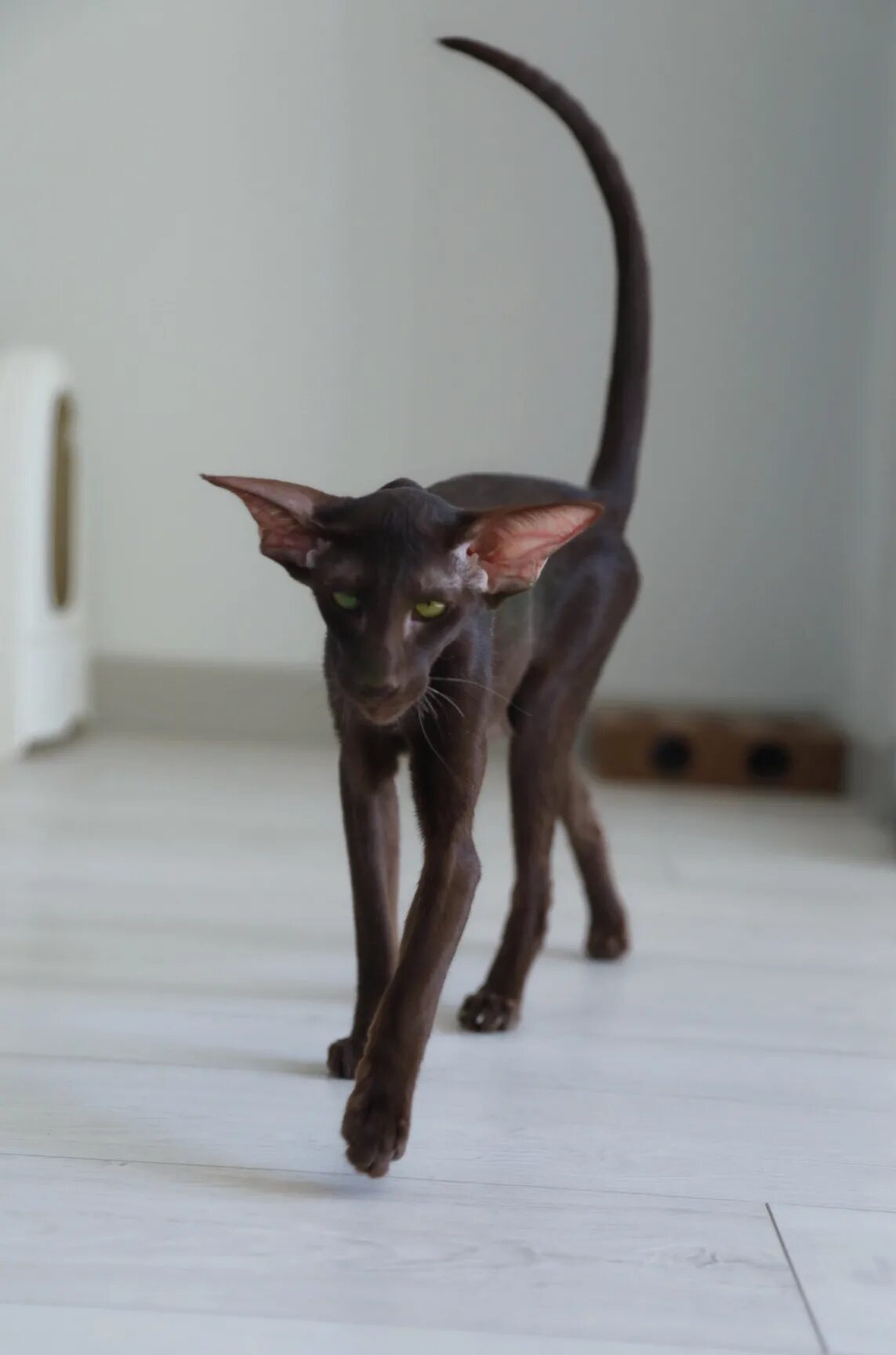 Балинезийская кошка ориентал. Фото кота грузинской породы. Коты ориенталы грузины. Фото кота грузинской породы. Порода ориентал добби.
