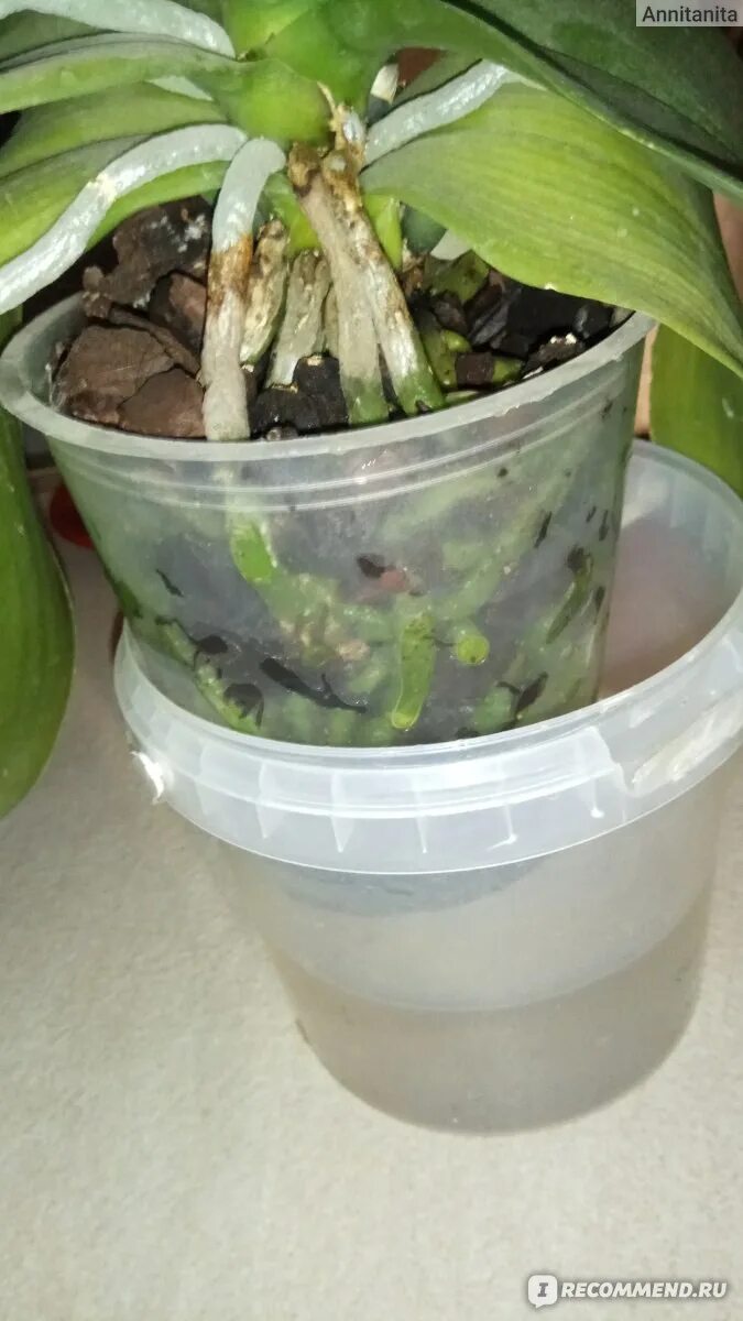 Корни орхидеи вылезли из горшка. Реанимация орхидеи вверх корнями.