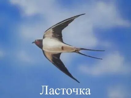 Ласточка не садись слушать