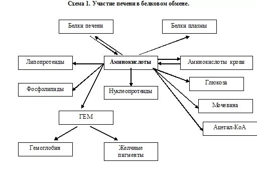 Обмен белков в печени. Роль печени в белковом обмене. Роль печени в метаболизме белков. Участие печени в белковом обмене схема. Роль печени в углеводном обмене схема.