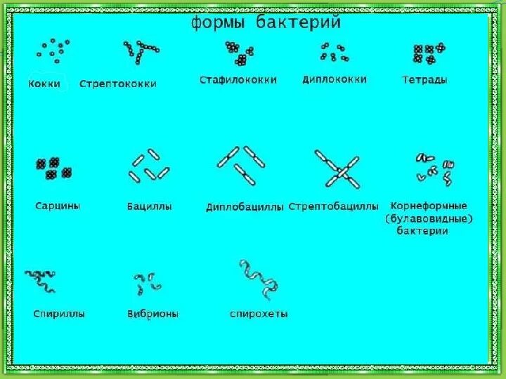 2 бактерии 1 8. Бактерии 2 класс. Бактерии 2 класс окружающий мир. Формы бактерий 2 класс. Примеры бактерий 2 класс окружающий мир.