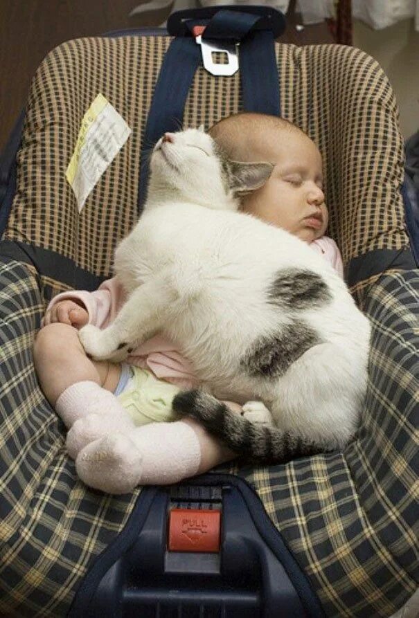 Кот спавший ребенка. Кот спавший ребенка