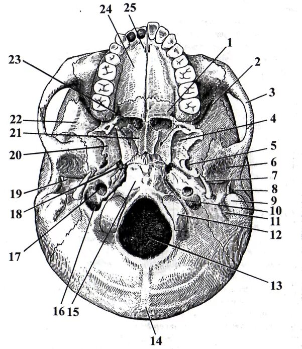 Наружное основание черепа анатомия кости. Наружное основание черепа вид снизу строение. Наружное основание черепа Синельников. Топография черепа наружное основание. Внутренняя поверхность отверстия