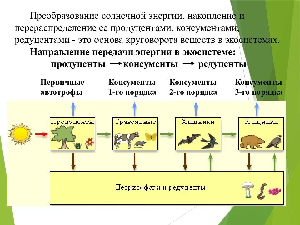 Первым звеном пищевой цепи являются продуценты. Цепь питания из 4 звеньев редуценты продуценты консументы. Составить цепи питания продуценты консументы редуценты. Типы питания продуценты редуценты. Продуценты 2) консументы 3) редуценты.