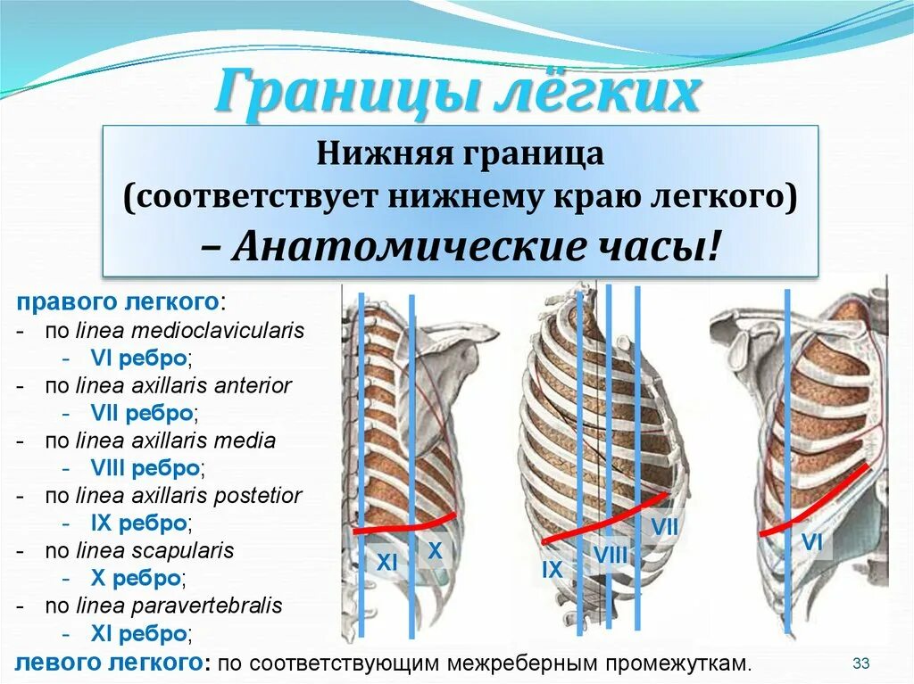 Верхняя граница левого легкого. Легкие топография скелетотопия. Границы легких в норме анатомия. Задняя граница легких