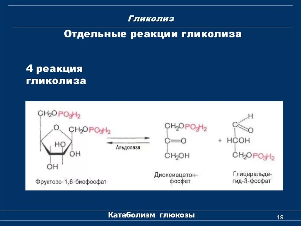 10 Реакций гликолиза биохимия. 4 Реакция гликолиза. Анаэробный гликолиз биохимия реакции. Коферменты гликолиза. Гликолиз последовательность реакций