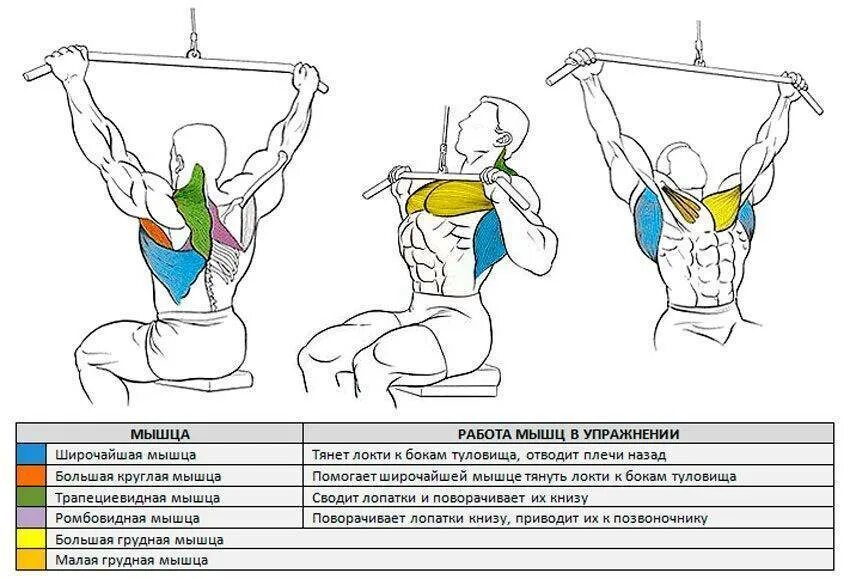 Анатомия силовых упражнений отжимания. Эффективная тренировка мышц. Упражнения на грудные мышцы для девушек в домашних условиях. Упражнения на пресс. Э ягодицы.