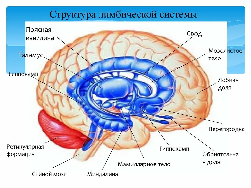 Лимбическая система головного мозга рисунок. Лимбическая система анатомич. Лимбическая система в мозге человека анатомия.