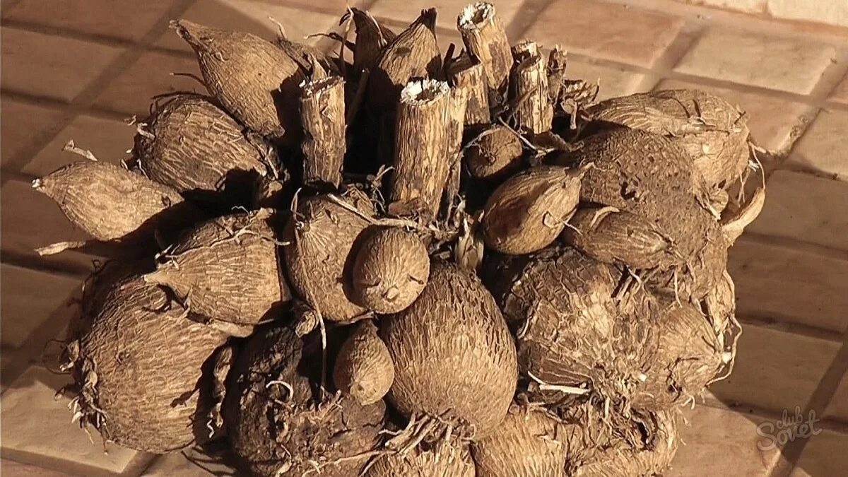 Георгины клубни хранение. Георгины выгонка клубней. георгины корни клубни. клубни георгинов фото.