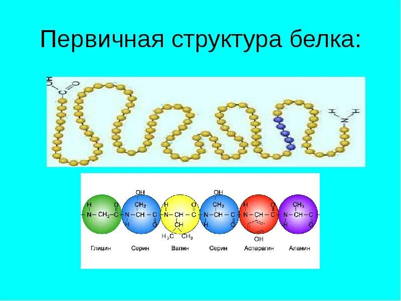 Из каких структур состоят белки. Первичная структура белка формула. первичная структура белка. первичная структура. белок первичная структура.