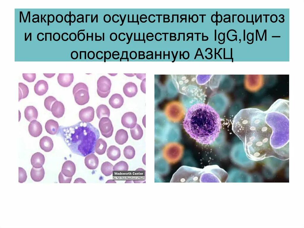 Макрофаги фагоцитоз