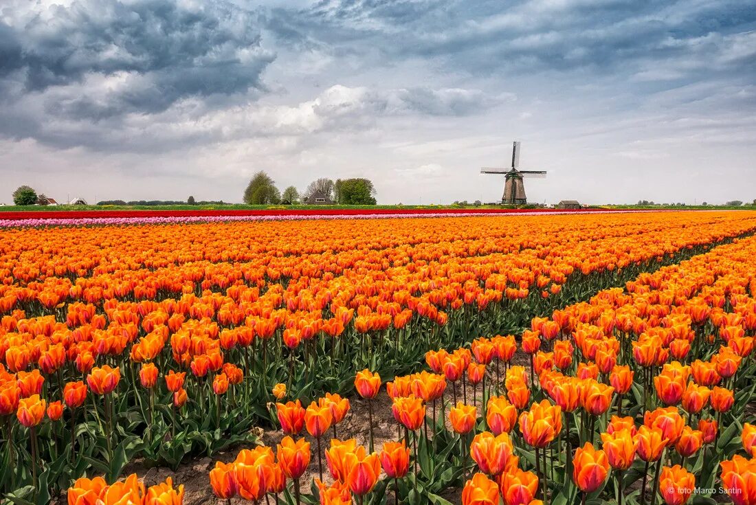 Где находится тюльпановое поле. Тюльпановые поля в Нидерландах. Тюльпановые Луга в Амстердаме. Цветочные поля в Голландии. Поле оранжевых цветов.