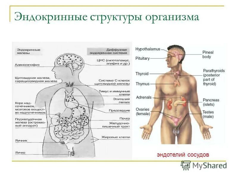 Эндокринная система человека гормоны. Строение эндокринной системы человека схема. Строение эндокринных желез. Эндокринная система структура и функции. Строение эндокринных желез анатомия.