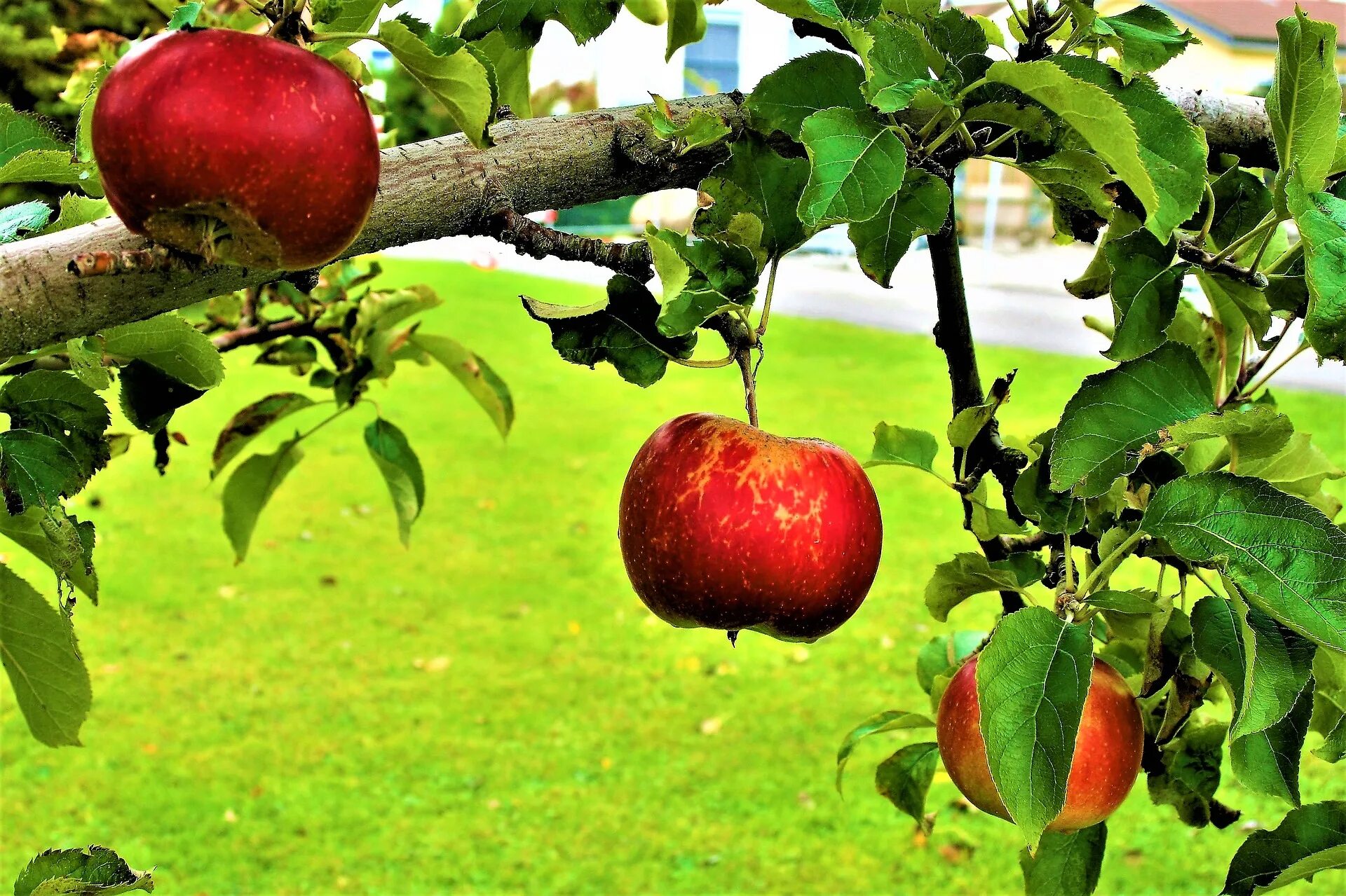 Старое плодовое. Яблоко яблоня дерево эйпл. Яблоня Пепин шафранный. Яблоня Имран. Яблоня Апорт.