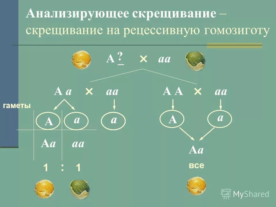 Определите генотип гомозиготы