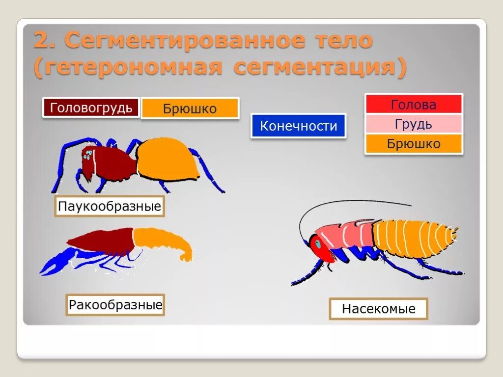 Ракообразные головогрудь и брюшко. Сегментация тела ракообразных. Сегментация членистоногих. Сегменты тела членистоногих. Конечности членистоногих.