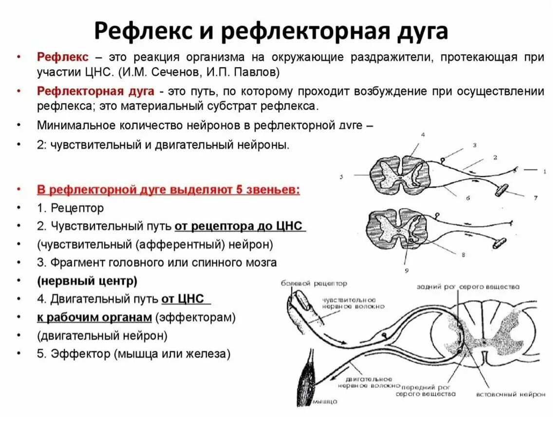 Схема трехнейронной рефлекторной дуги соматического рефлекса. Схема сложной рефлекторной дуги соматического рефлекса. Рефлекторная дуга сгибательного рефлекса схема. Структура и функции рефлекторной дуги.