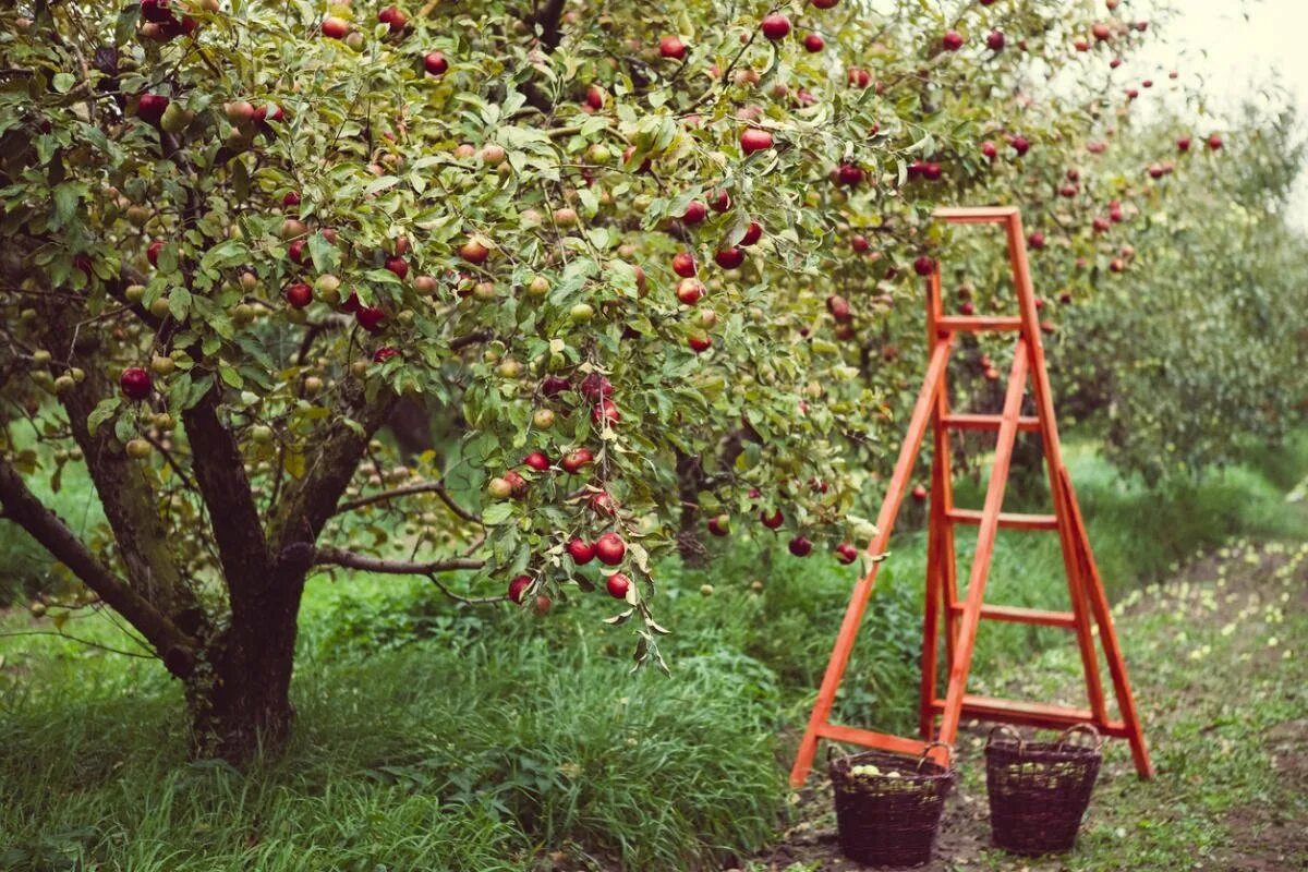 We are gathering apples in the garden