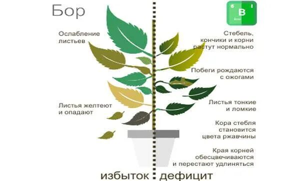 Нехватка минеральных веществ в растении. Бор проявление нехватки на растениях\. Нашатырный спирт для комнатных цветов. Кальций избыток и недостаток у растений. Аммиак для цветов комнатных.