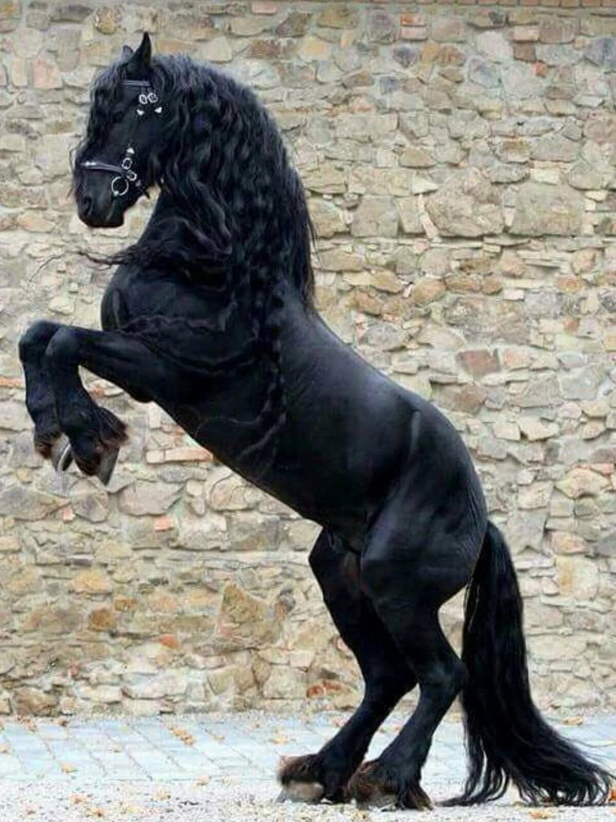 Картинки фризов. Фриз Фризская лошадь. Фризская лошадь белая. Фризская лошадь черная Жемчужина.
