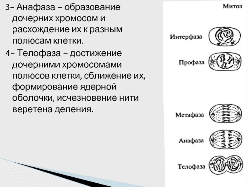 Количество хромосом в дочерних клетках мейоз. Дочерние хромосомы. Расхождение дочерних хроматид к полюсам клетки. Образование дочерних хромосом. Расхождение дочерних хромосом.