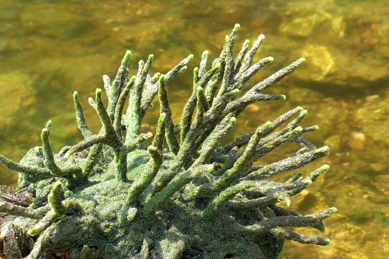 Целебные водоросли. Бадяга губка Речная. Бадяга Озерная. Обыкновенные губки бодяга. Бадяга животные губки семейства бадяговых.