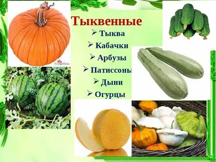 Дыня склонение