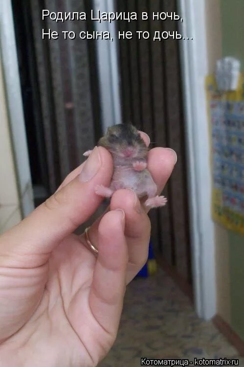 родила царица в ночь. родила царица в ночь нето сына. родила царевна в ночь. родила царица в ночь не то. родила царица в ночь не то.