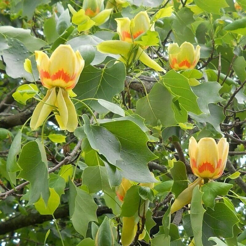 Лириодендрон Тюльпановый. Тюльпановое дерево Лириодендрон. Liriodendron tulipifera тюльпановое дерево. Тюльпанное дерево (Лириодендрон). Дерево тюльпанов в головинке