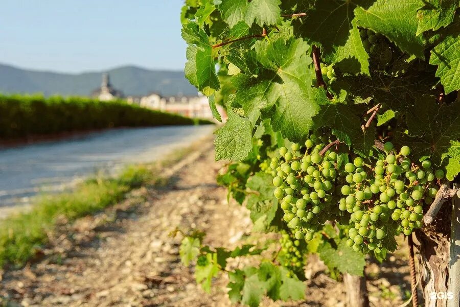 Винодельня шато де талю в геленджике. Замок шато де талю в геленджике. Замок шато де талю в геленджике. Замок шато де талю в геленджике. Винодельня в геленджике шато де.