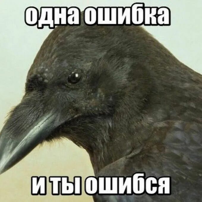Надеюсь не ошибся. Одна ошибка и ты ошибся. ворона мем. мемы с птицами. ворон мем.
