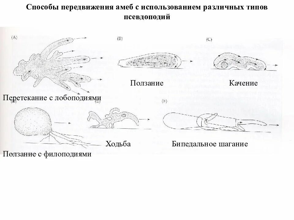Амеба обыкновенная передвигается с помощью тест ответы