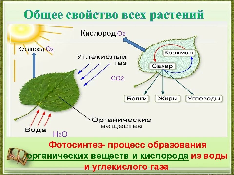 В реакциях фотосинтеза энергия света. Фотосинтез хлорофилл растений. Фотосинтез в клетках зеленых растений. Схема фотосинтеза биология. Фотосинтез 10 класс биология фотосинтез.