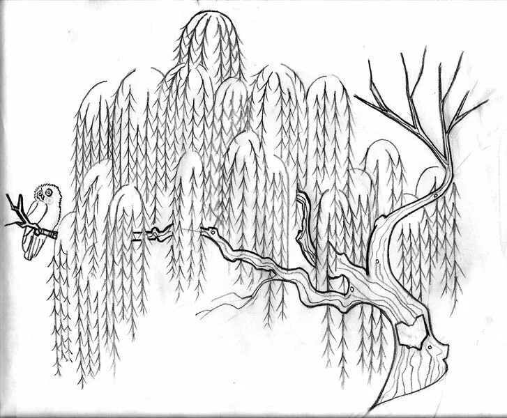 Ива рисунок. Ива рисунок. Как нарисовать иву. Рисование деревьев поэтапное ива. Серебристые ветлы головин.