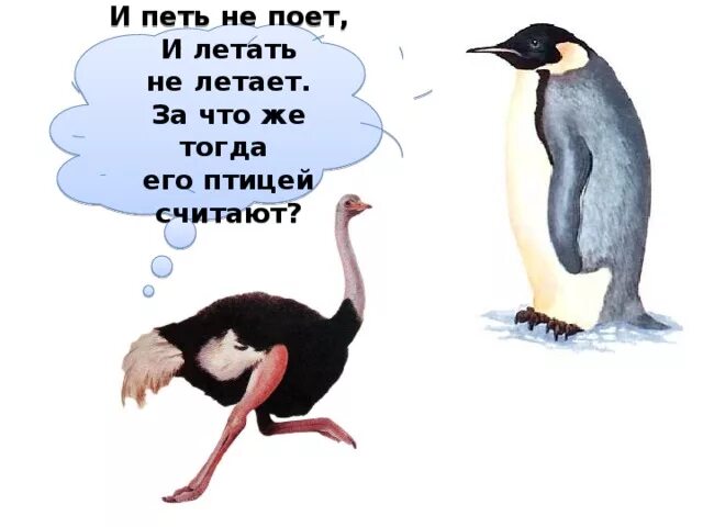 Тут птицы не поют. Не летает не поет и не птица а клюет. И петь не поёт и летать не не летает. Птица которая не поет и не летает. Птичка которая не умеет летать и петь.