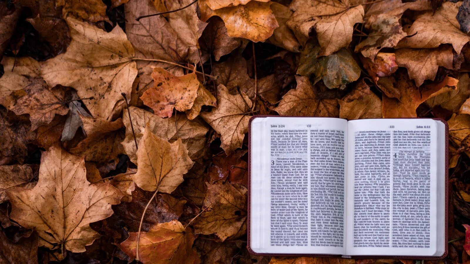 Осень в Библии. Библия на осенней скамейке. Библия на осеннем фоне. Крест осень Библия.