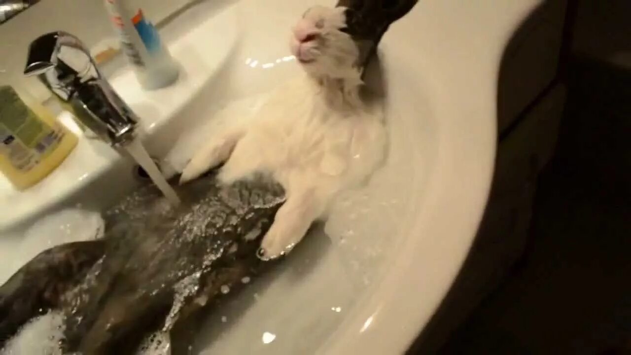Можно ли мыть кролика декоративного. Кролик в раковине купается. Кролик купается в ванной. Купание кролика декоративного.