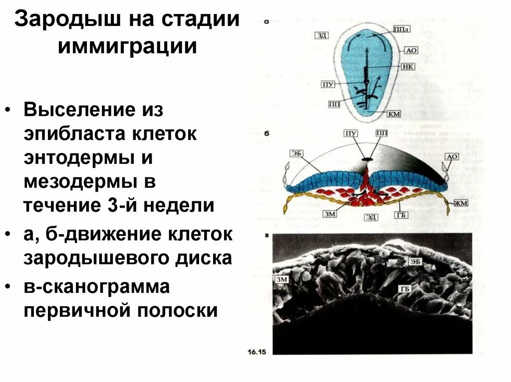 Первичный зародыш. Иммиграция зародыша. иммиграция клеток эпибласта. первичная полоска зародыша. миграция клеток в онтогенезе.