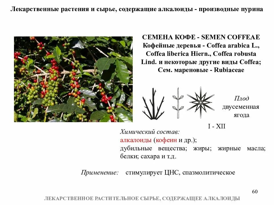 Год какого растения. Тропические лекарственные растения содержащие алкалоиды. Лекарственное растительное сырье содержащее алкалоиды. Лекарственные растительные препараты содержащие алкалоиды. Растения содержащие алкалоиды Фармакогнозия.