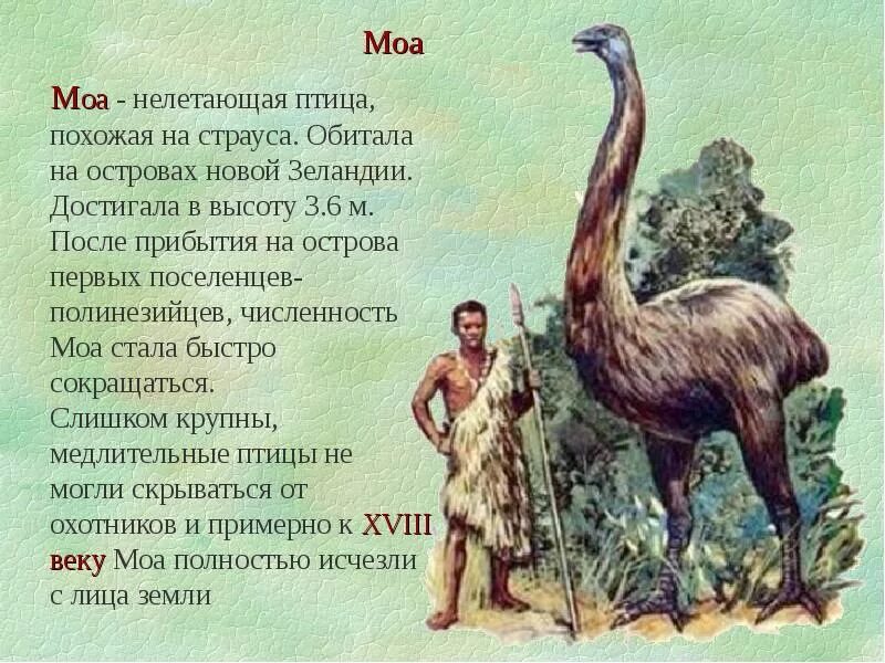 Животные исчезнувшие по вине человека 2 класс окружающий мир. Исчезнувшие исчезнувшие животные по вине человека. Вымершие животные по вине человека. Животные которые вымерли по вине человека. Вид исчезнувший по вине человека