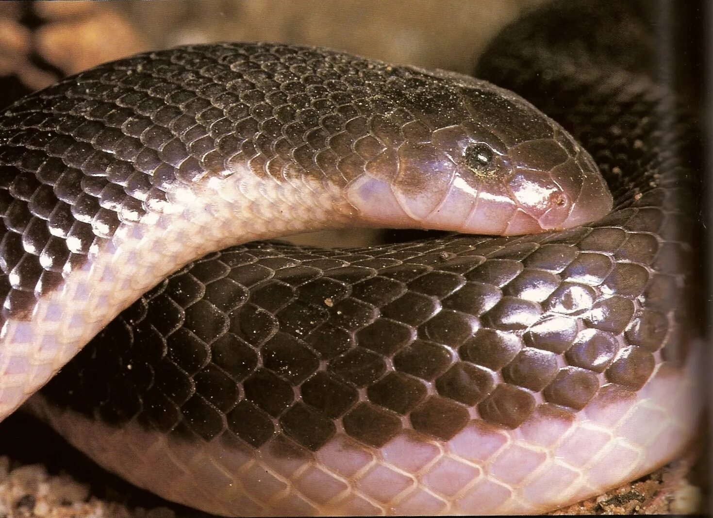 Snake bites. Шпильковая змея. Atractaspis bibronii. Шпильковой змеи. Snake стилет.