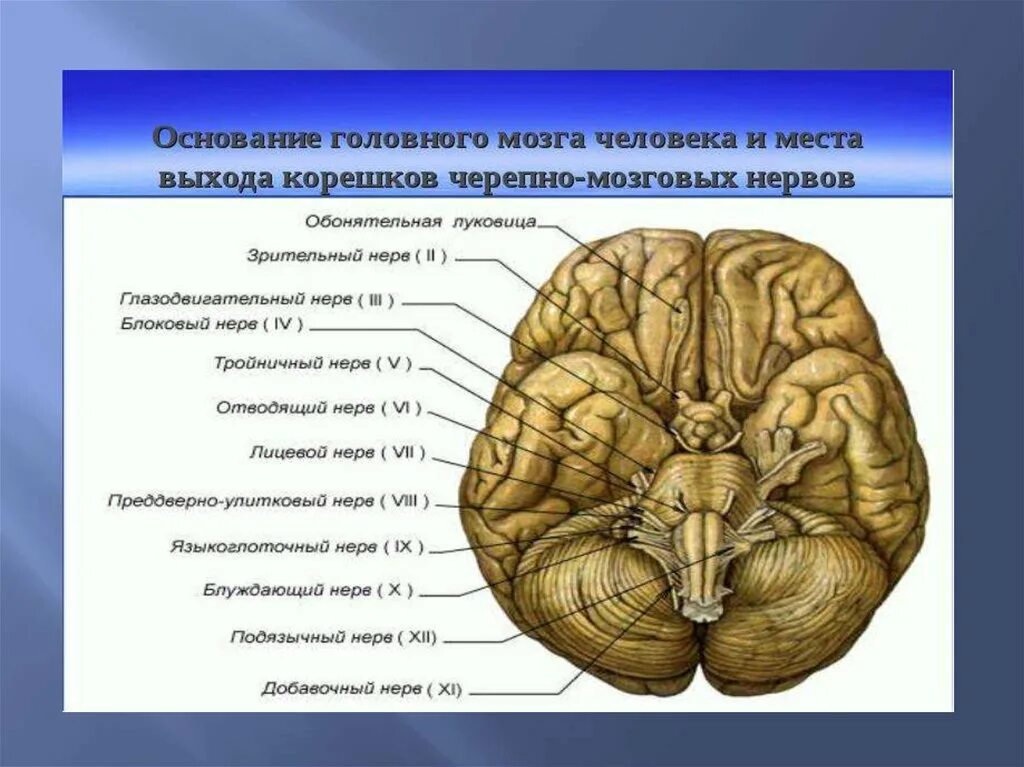 От головного мозга отходят черепно мозговые нервы. Основание головного мозга. Места. Места выхода черепных нервов. Места выхода черепно мозговых нервов. Пары черепномозговых нервов.