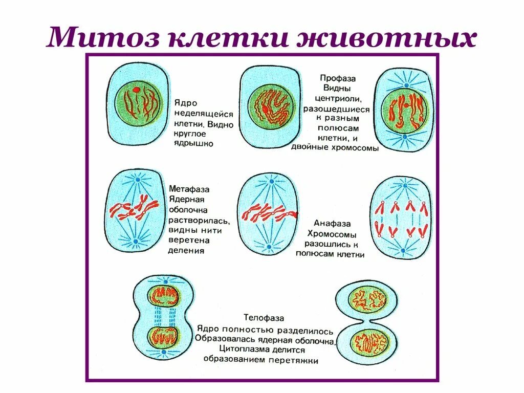 Строение клетки фазы митоза. Схема митотического деления растительной клетки. Деление клетки митоз схема деления. Схема процесса деления клетки. Завершается деление клетки