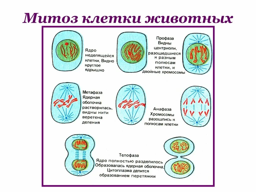 Митоз структуры. Строение клетки фазы митоза. схема митотического деления растительной клетки. схема процесса деления клетки. митоз растительной клетки схема.