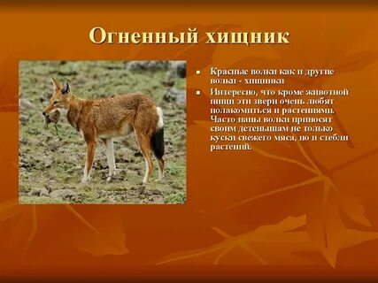 Презентация животные в красную