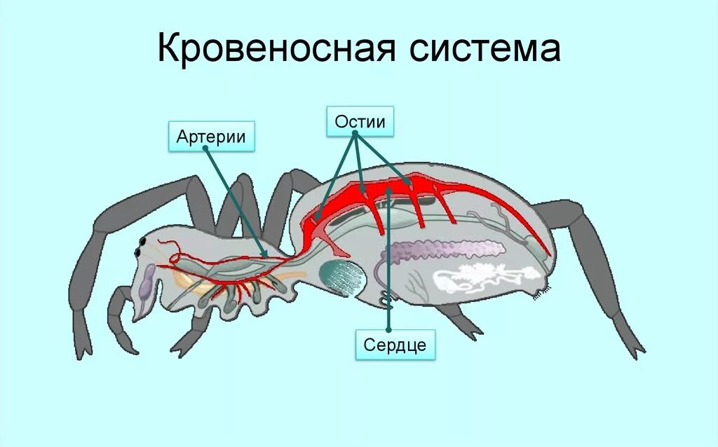 Строение кровеносной системы паука. Внутреннее строение паукообразных дыхательная система. Дыхание паукообразных дыхательная система паукообразных. Кровеносная система паука крестовика. Какой тип кровеносной системы характерен для членистоногих