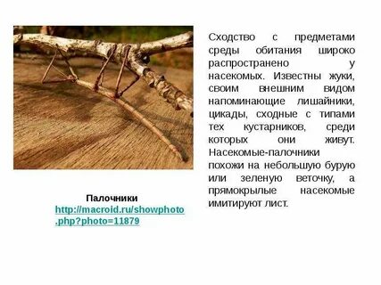 Примеры приспособления насекомых